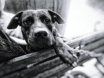 Close-up portrait of dog