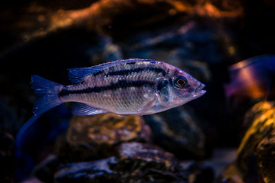 Close-up of fish swimming in sea