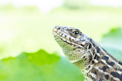 Close-up of lizard