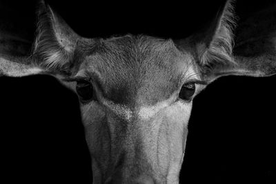 Close-up portrait of cat against black background