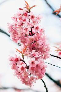 Close-up of cherry blossoms in spring