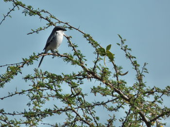 Low angle view of bird perching on tree against clear sky