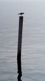 Bird perching on lake