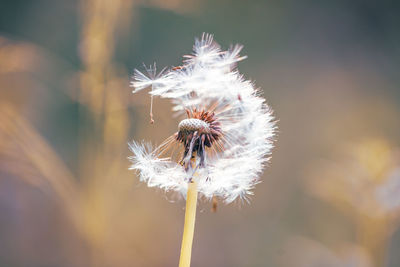 Close-up of dandelion flower