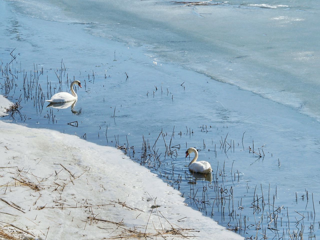 FLOCK OF SWANS IN LAKE