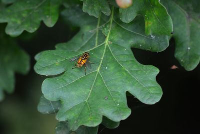 Close-up of insect on leaf