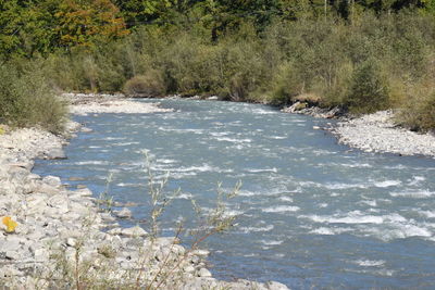 Scenic view of river in forest