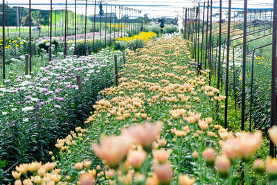 View of flowering plants growing on field