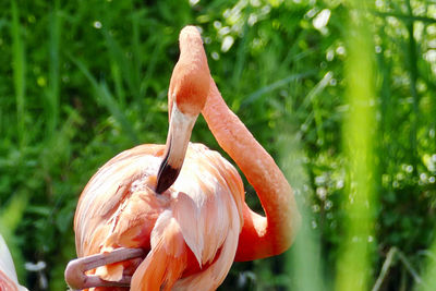 Close-up of a bird