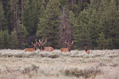 Elk on the edge of the forest