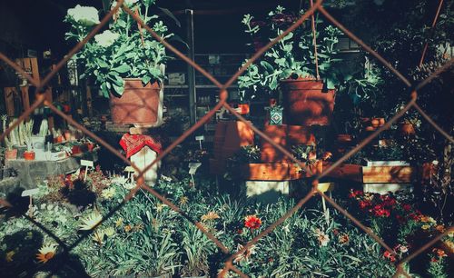 Potted plants on railroad track