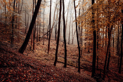 Pine trees in forest during autumn