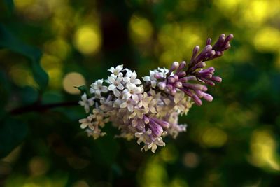 Close-up of cherry blossoms