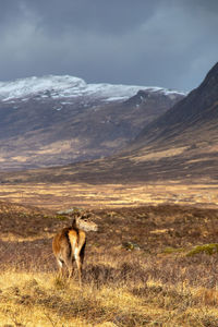 View of sheep on landscape