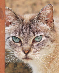 Close-up portrait of a cat
