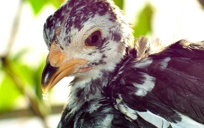 Close-up of bird