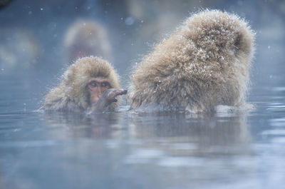 Snow monkey in a hot spring, nagano, japan.