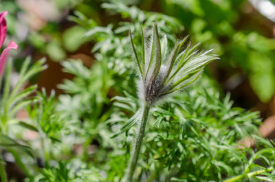 Close-up of fresh green plant