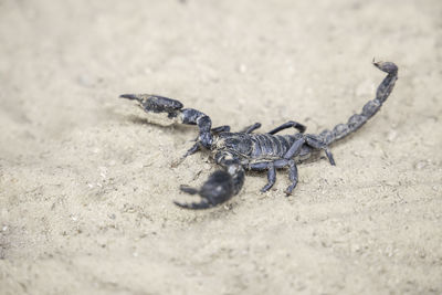 High angle view of insect on sand