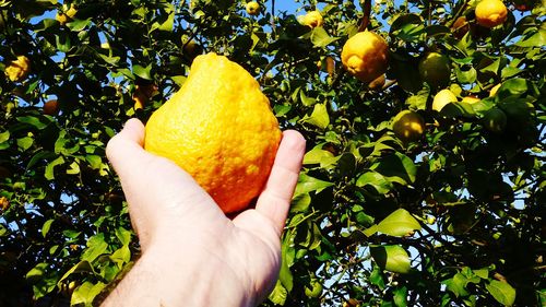 Cropped hand holding lemon in front of tree