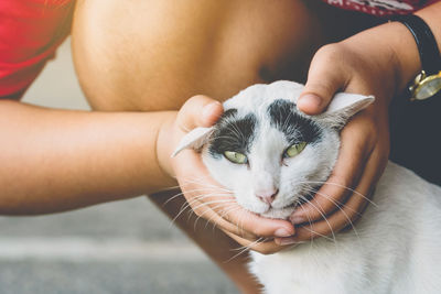 An abandoned stray black and white cat embraced and massaged by girl's hands with love.
