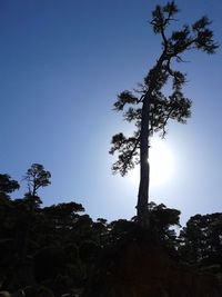 Low angle view of trees against clear blue sky