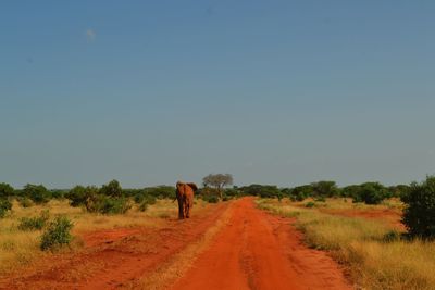 Kenya, elephants