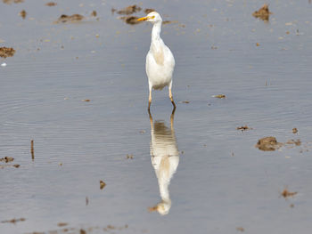 High angle view of bird in lake