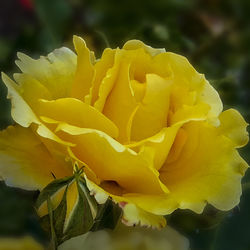 Close-up of yellow rose blooming outdoors
