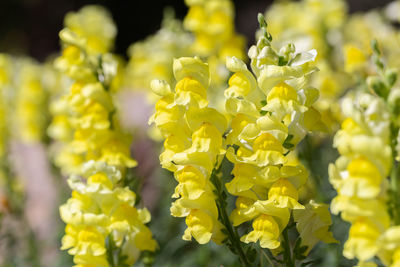 Close-up of yellow flowering plant