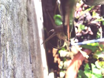 Close-up of insect on tree trunk