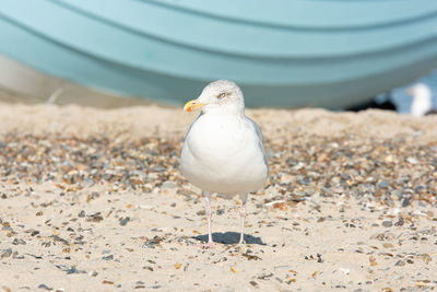 Seagull perching on a beach infront of a fishing boat