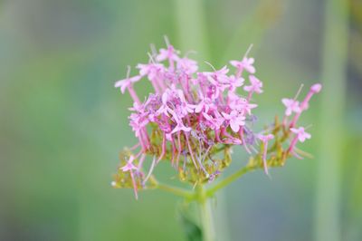 Close-up of pink flowering plant