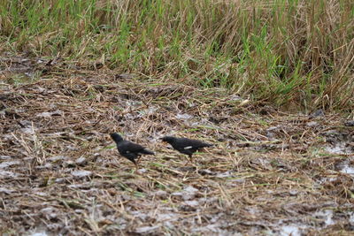High angle view of bird on field