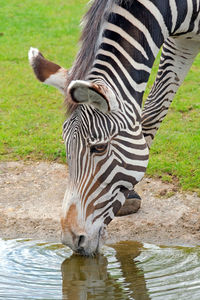 Zebra drinking water in zoo