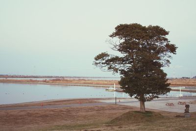 Tree on beach against clear sky