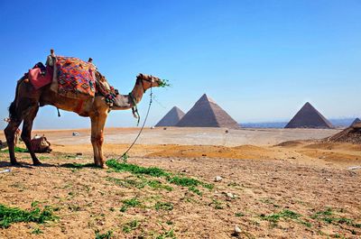 View of a horse on desert