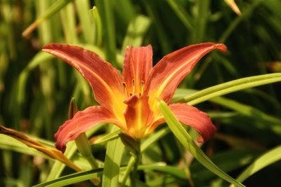 Close-up of orange day lily