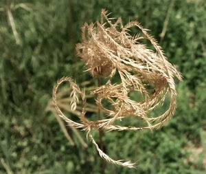 Close-up of plant