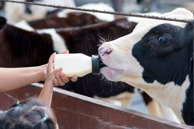 Little cow feeding from milk bottle in farm