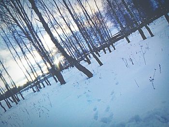 Close-up of snow on tree against sky