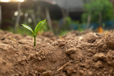 Close-up of small plant growing on field