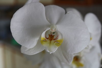 Close-up of white orchid