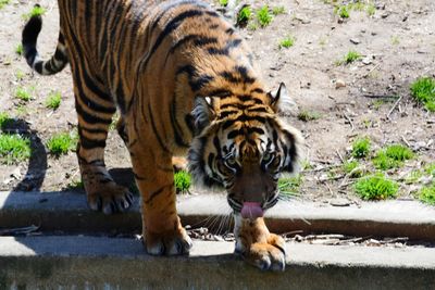 Tiger in zoo