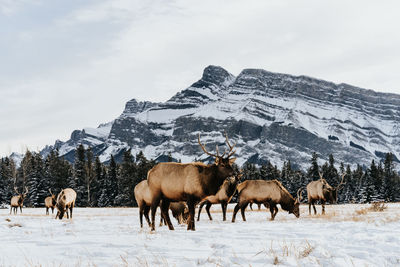 Mammals on snow covered field against mountains