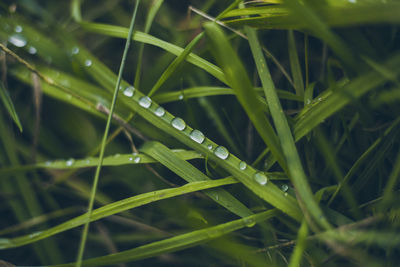 Close-up of wet grass