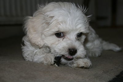 Close-up portrait of white dog relaxing on floor at home