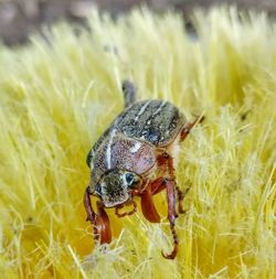 Close-up of insect on grass