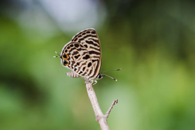 Close-up of butterfly on flower