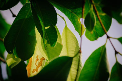 Close-up of fresh green leaves